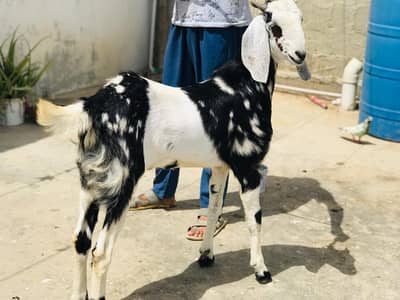 Khasi Bakray for sale