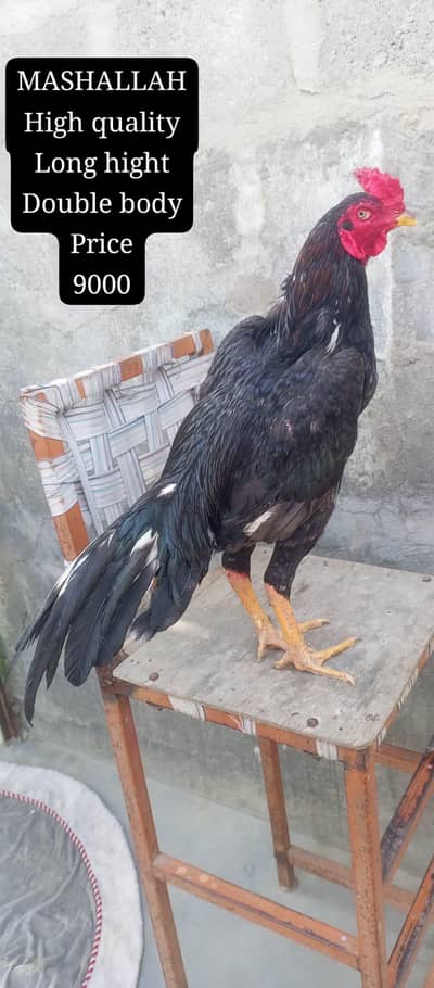 only call, WhatsApp aseel