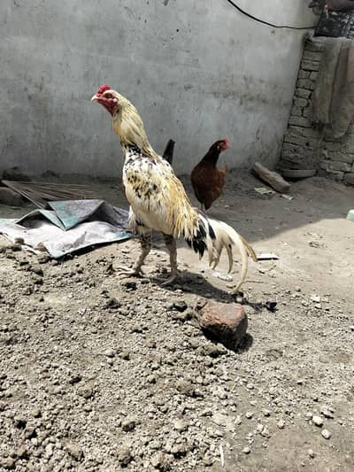 aseel sawa china healthy and active