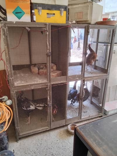 Hen Cage 5 by 5 feet All partition 2.6/2.6 feet
