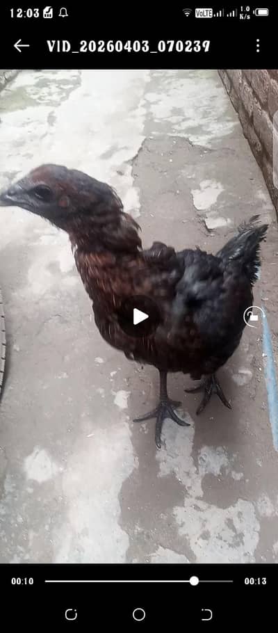 pure doragen asell black