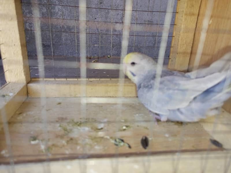 rainbow breeder pair 1