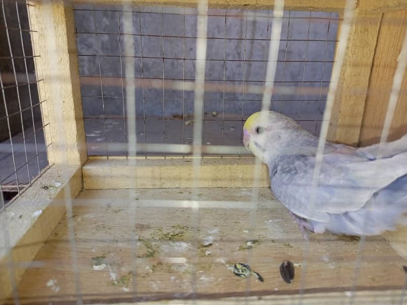 rainbow breeder pair 2