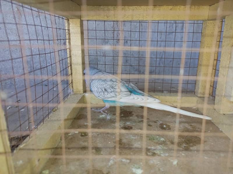 rainbow breeder pair 3