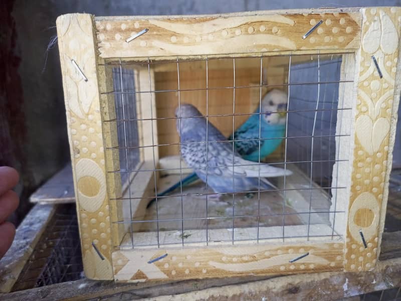 rainbow breeder pair 4