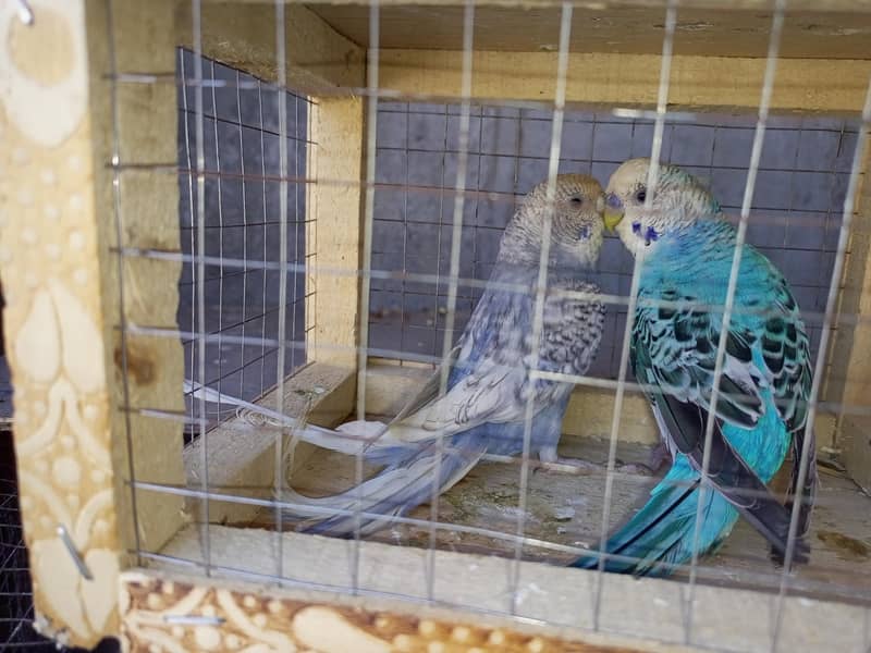 rainbow breeder pair 5