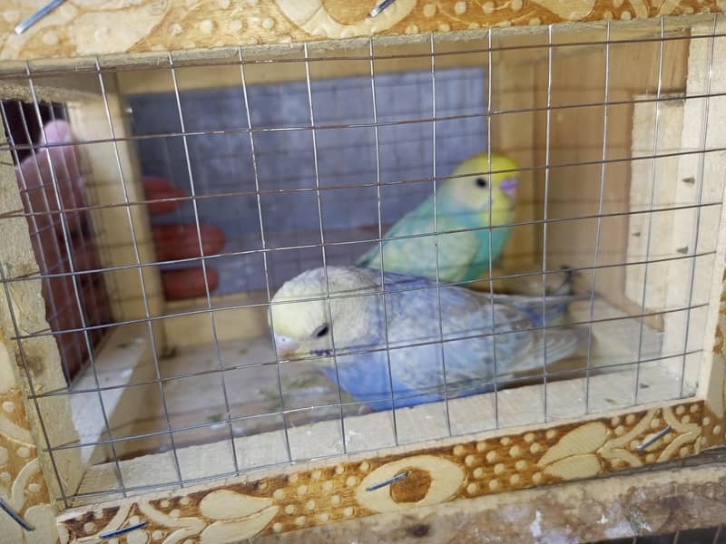 rainbow breeder pair 10