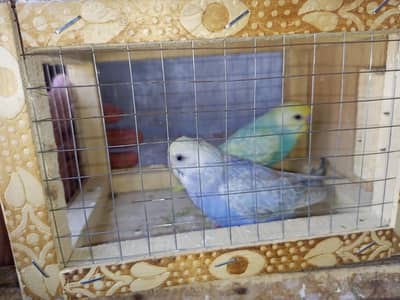 rainbow breeder pair