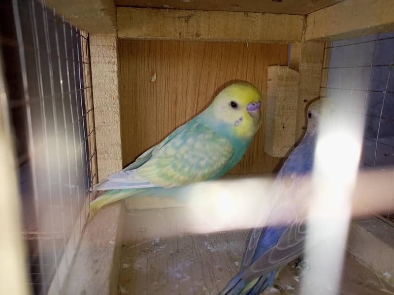 rainbow breeder pair 12