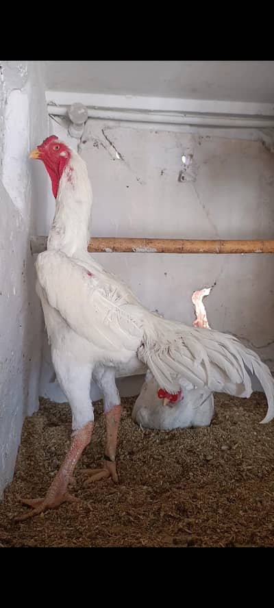 pure white shamo top quality chicks