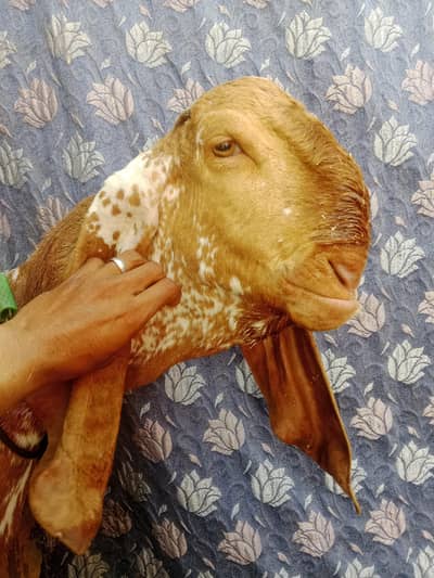 Makhi Chi Bakra our desi bakri for sell