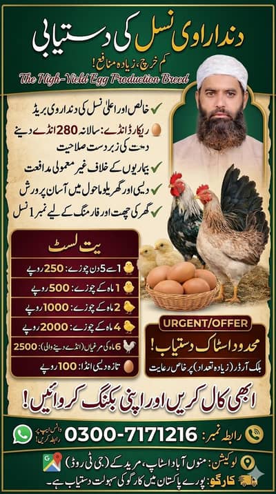 hens/ dandarawi hens | fancy hens | dandarawi chicken