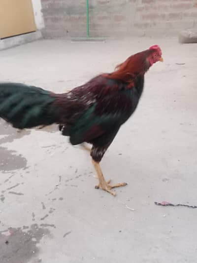 bahtareen aseel murga