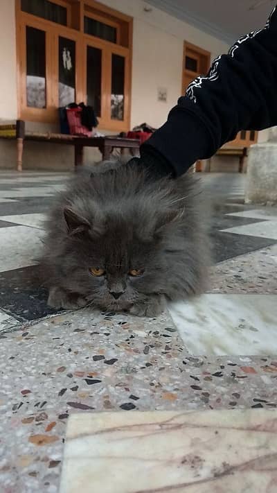 Persian grey cat - 2 cats