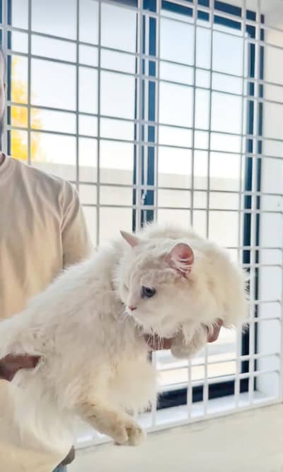 White Persian Cat