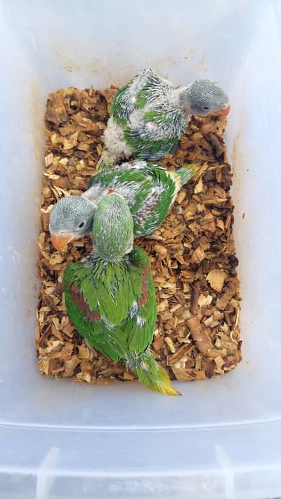 Healthy chicks available