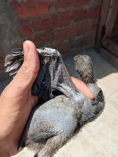 Dragon black cola chick's 03094492215 WhatsApp