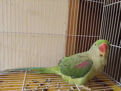 full talking and head to tail clean  best talking. . . . . .