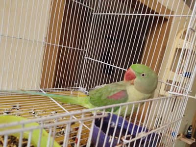 full talking and head to tail clean  best talking. . . . . .