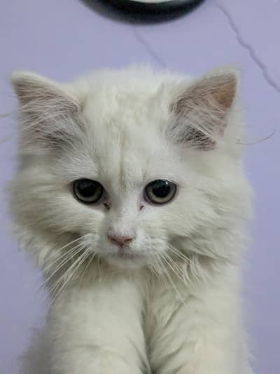 kitten  3 month age good healthy