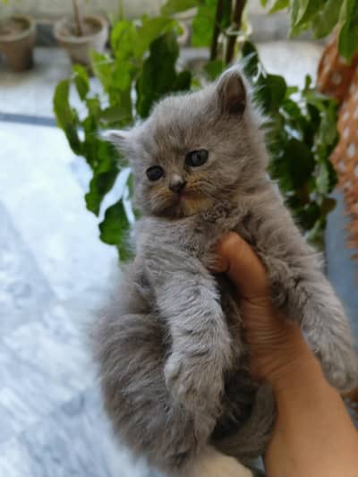 *persian gery kittens| quality punch face | fluffy cat| triple coated*