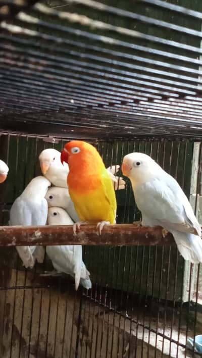 Lovebirds, Love Birds (0335-1588783)