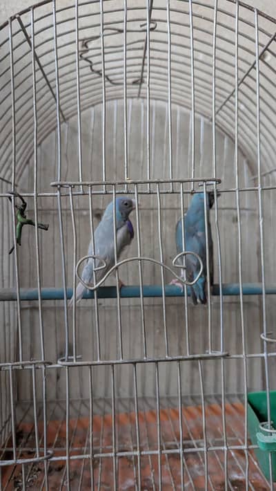 Gouldian - Diamond Finches