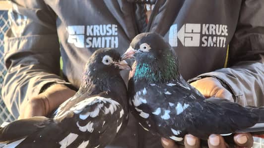 rampuri pigeon for sale