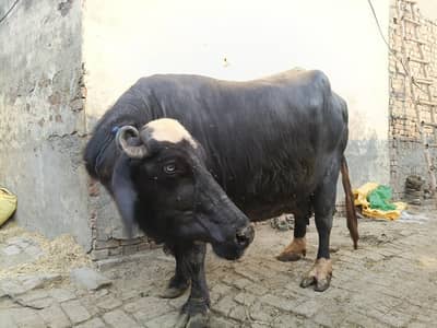 Sajjar Sui Bhens Teesra Sua with Katta