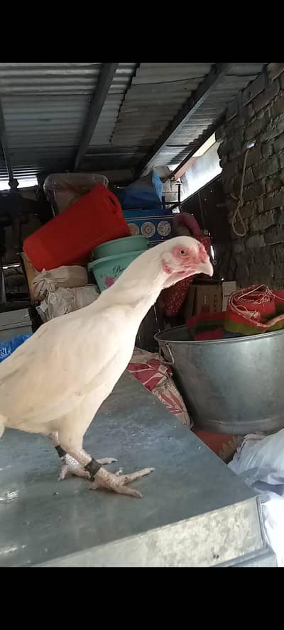 Paper white heera male chick