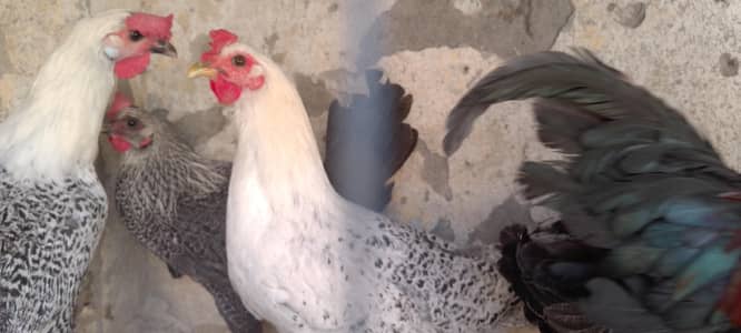 pure misri hen eggs laying