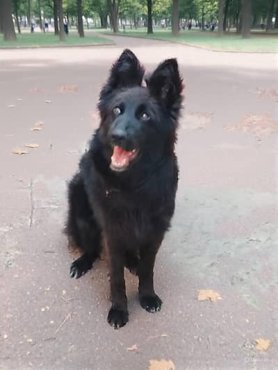 black Shepherd female for sale active and healthy