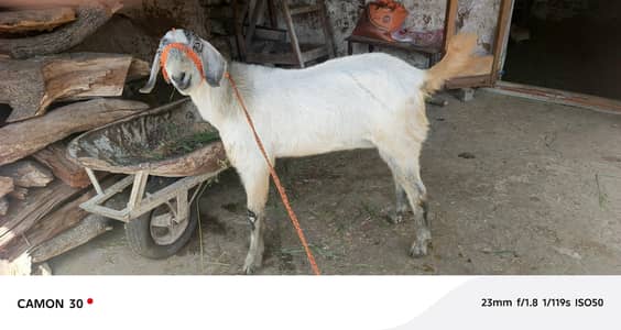 breader and Qurbani bakra for sale