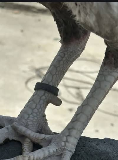 Burmi Cross MashAllah Healthy Active Bird Ha