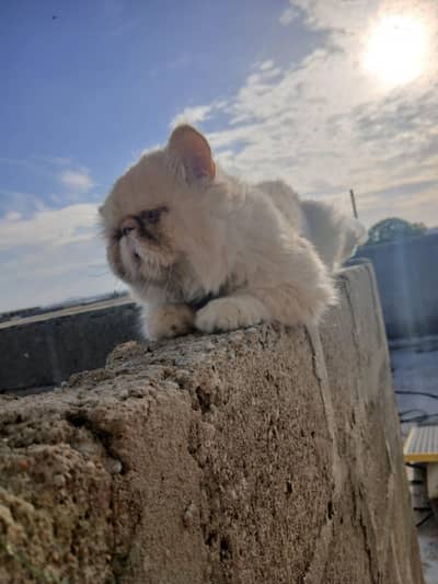 peki breedar male fior salr