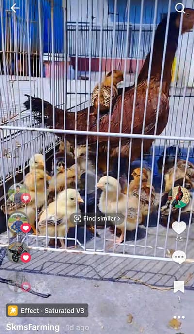 Pure original Mianwali bloodline Aseel birds for sale