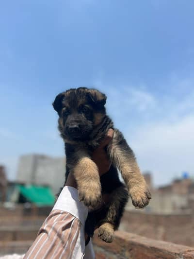 German shepherd male puppy for sale