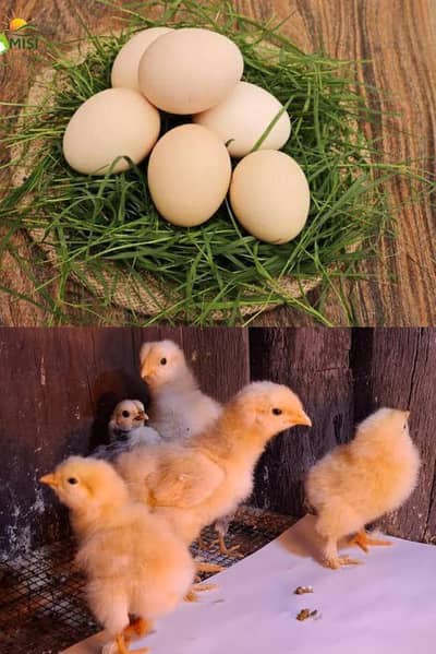 Golden heavy buff Eggs/chicks