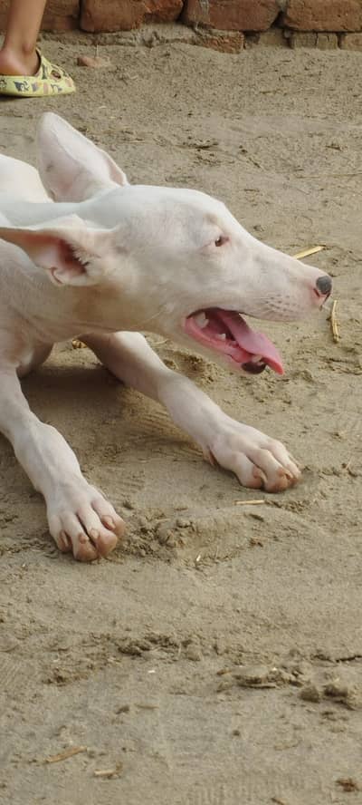 gultair dog pure white