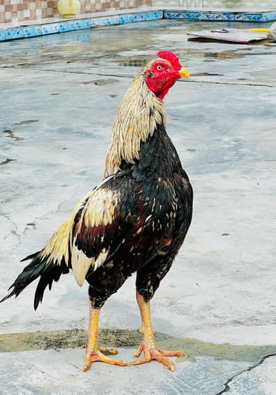 seal murga jawa faster urgent sell need money 11k final dead