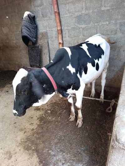 Cow Bachira Australian Bread Mix Full Active Healthy