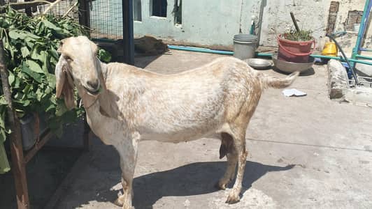 Goat breed makhi cheeni