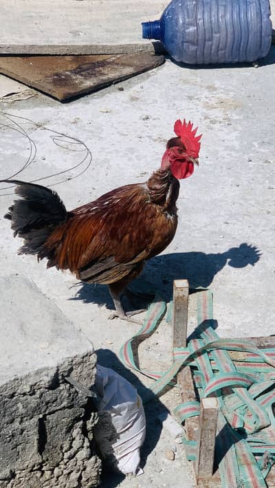 Murga for sale urgent