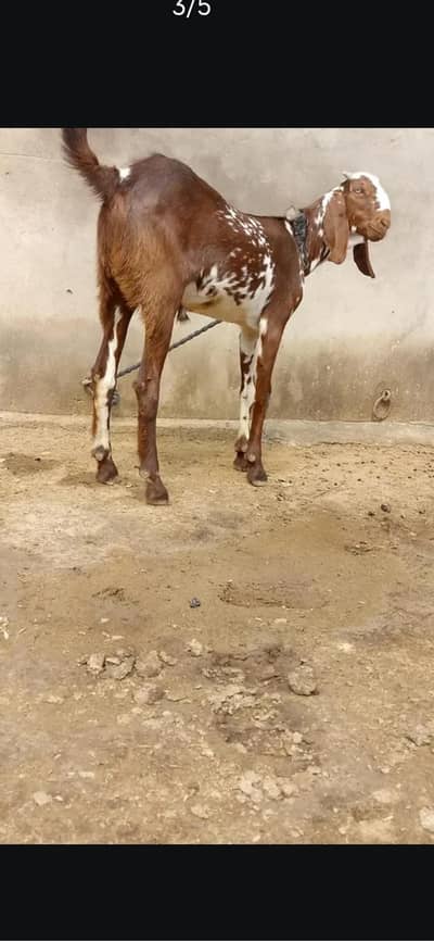 fresh donda bkra khasi hight 31 inch qurbani k lia