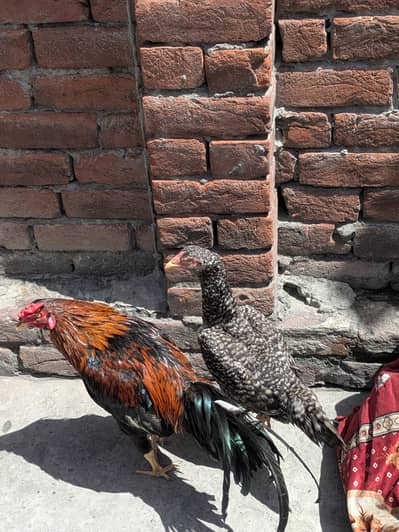 ایک مرغا اور ایک مرغی دونوں سیل ہیں