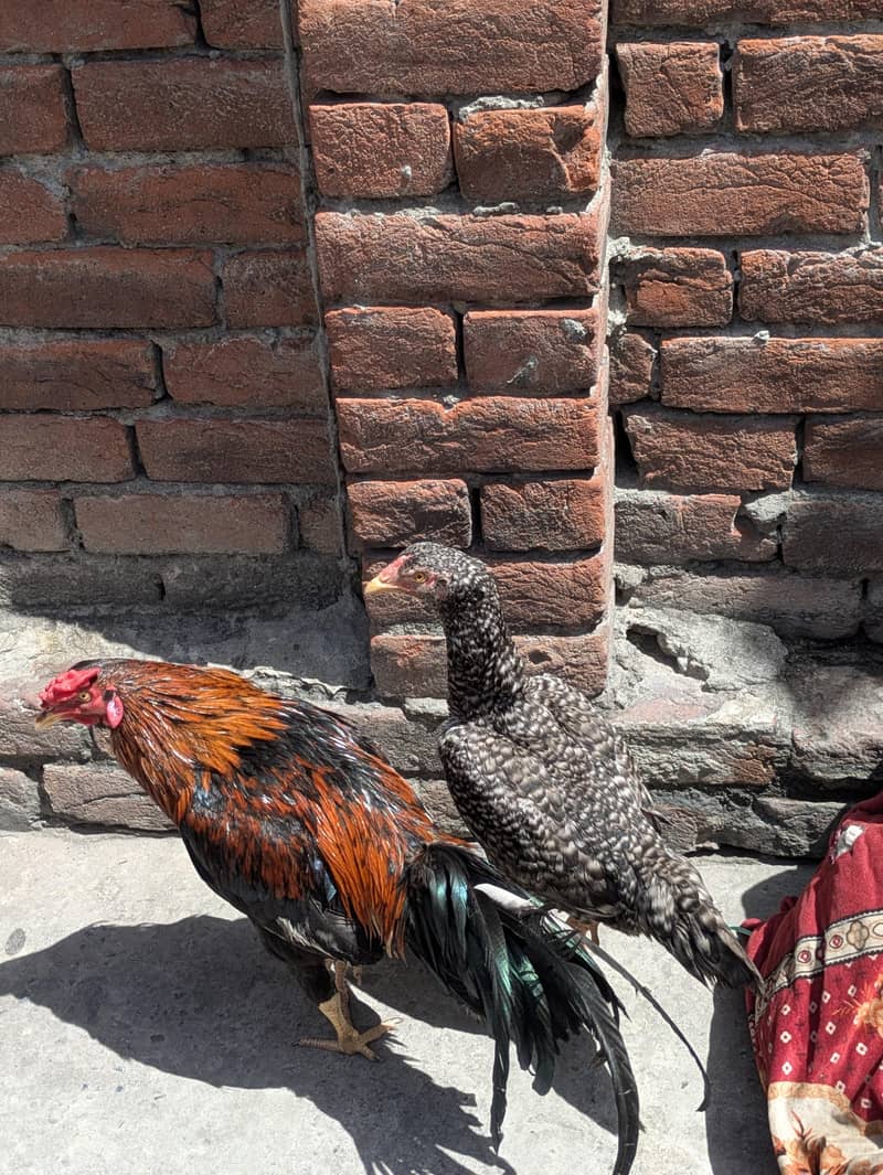 ایک مرغا اور ایک مرغی دونوں سیل ہیں 0