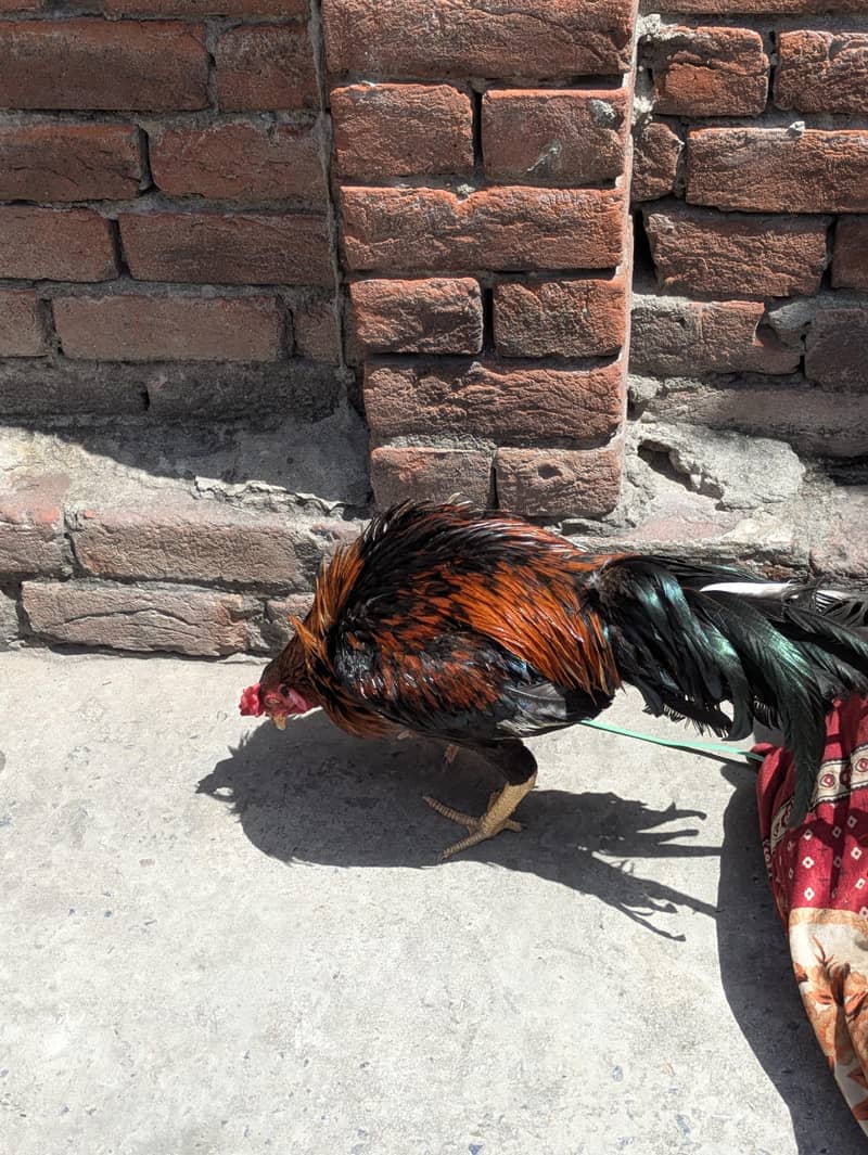 ایک مرغا اور ایک مرغی دونوں سیل ہیں 1