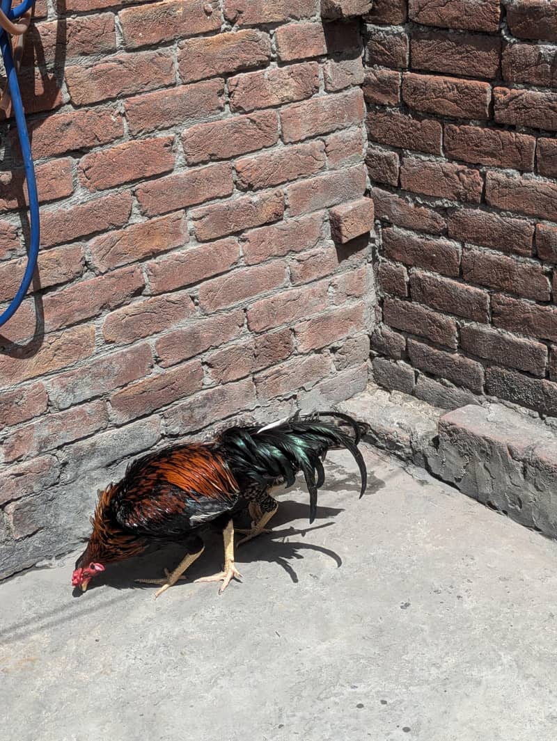 ایک مرغا اور ایک مرغی دونوں سیل ہیں 2