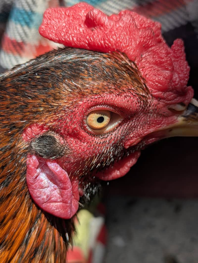 ایک مرغا اور ایک مرغی دونوں سیل ہیں 3