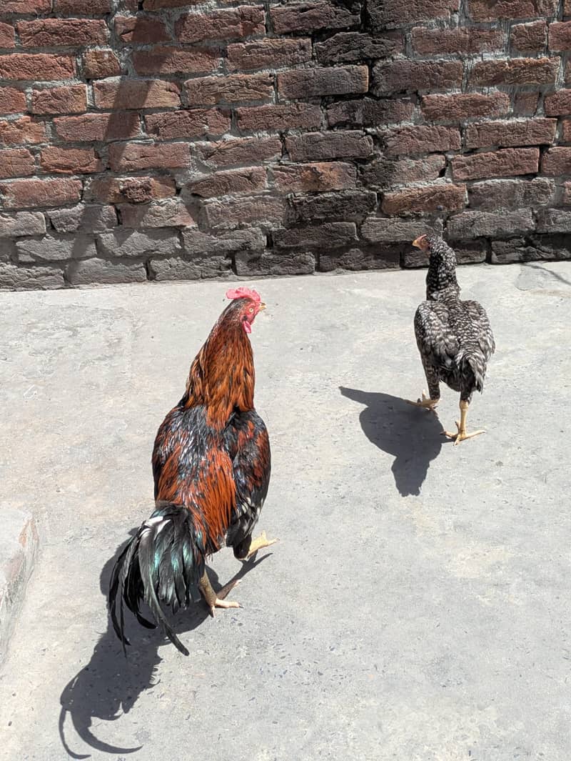 ایک مرغا اور ایک مرغی دونوں سیل ہیں 4